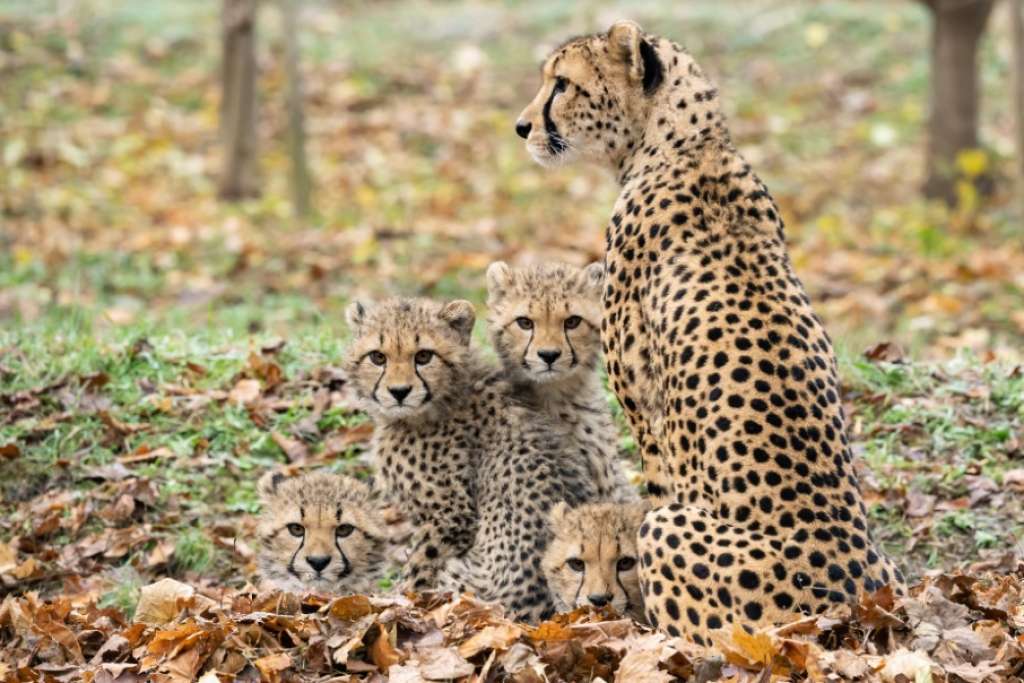 Tiergarten Schönbrunn ponovo najbolji zoološki vrt u Evropi