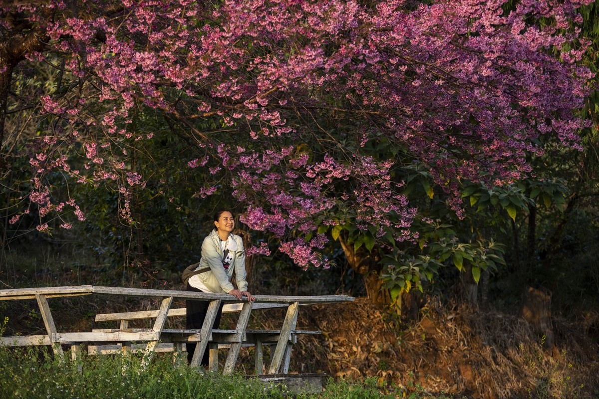 Himalajske divlje trešnje na Tajlandu su u punom januarskom cvatu