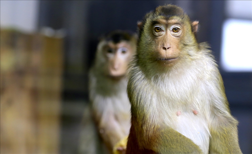 Izgladnjeli majmuni napadaju sela u Tanzaniji