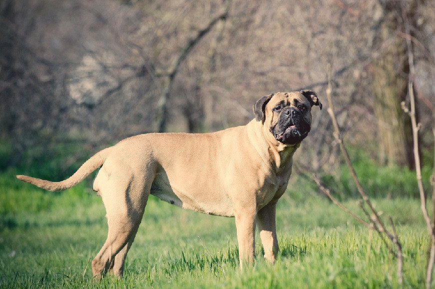 Osmogodišnjak iz Skoplja preminuo od posljedica napada komšijinog psa