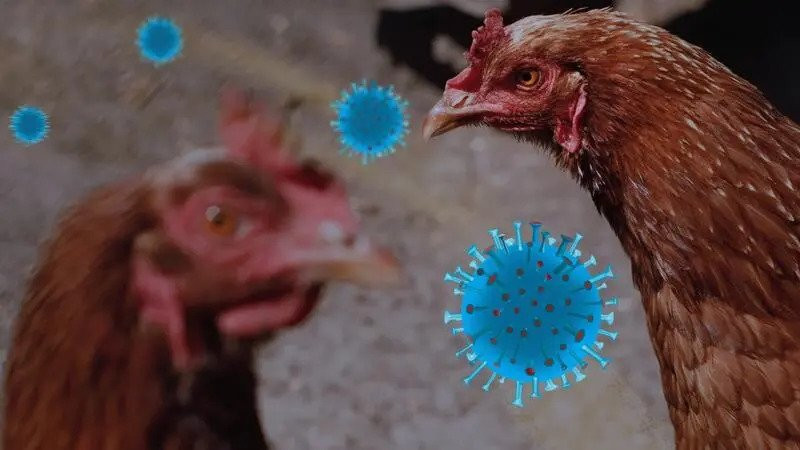 Prva ljudska žrtva od podsoja ptičijeg gripa