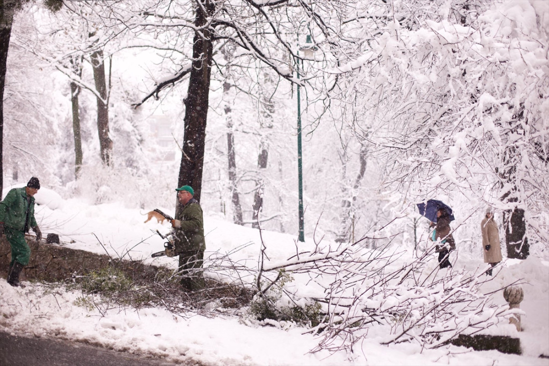 Snijeg oštetio stabla na nekoliko lokacija u KS