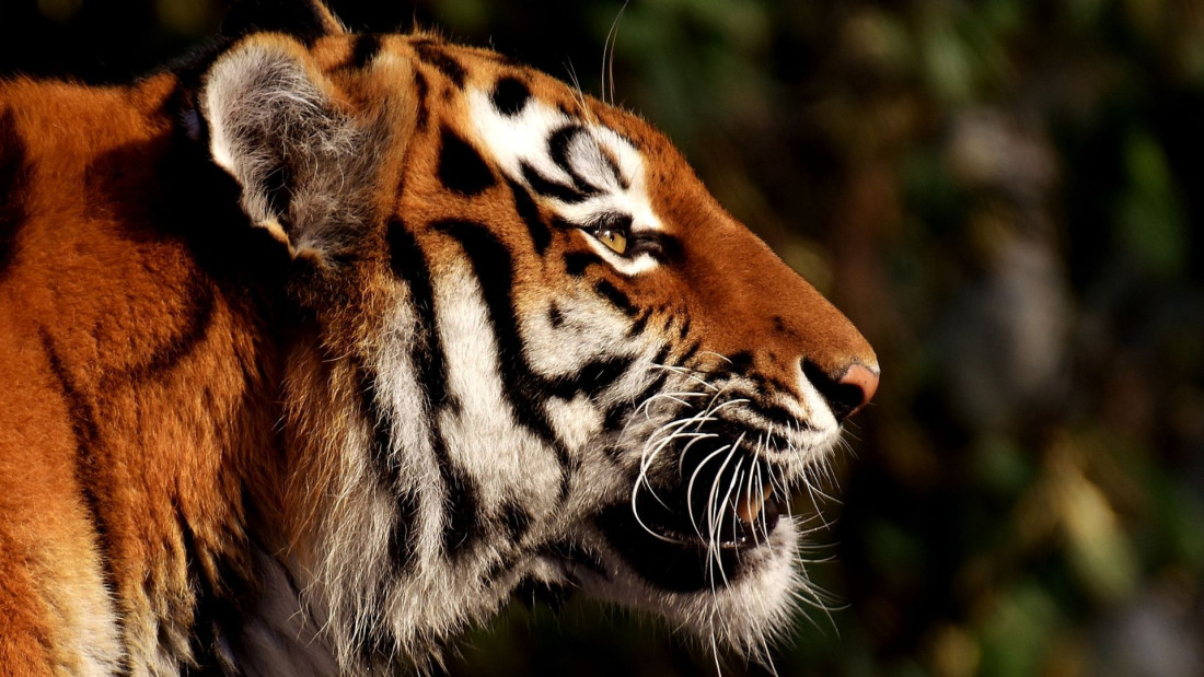 Kod Johanesburga nekoliko sati panika zbog tigra koji se slobodno šetao
