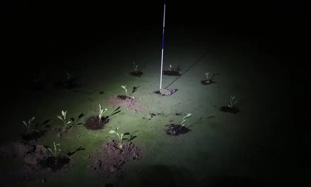 Klimatski aktivisti začepili rupe na 10 španskih golf terena