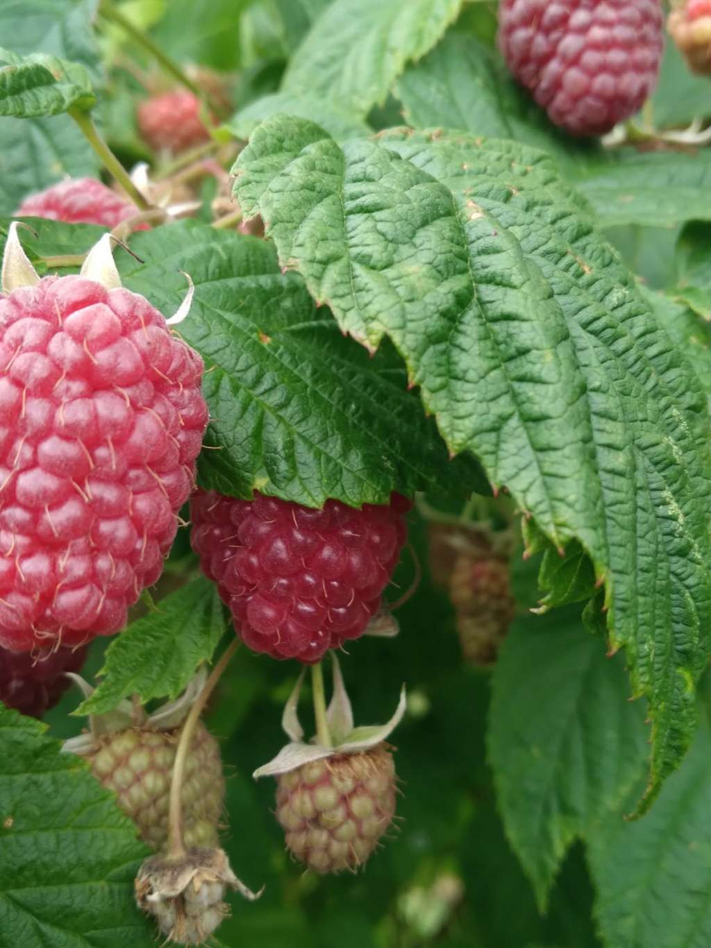 Zbog prošlogodišnjih problema bit će umanjena proizvodnja malina u ZDK