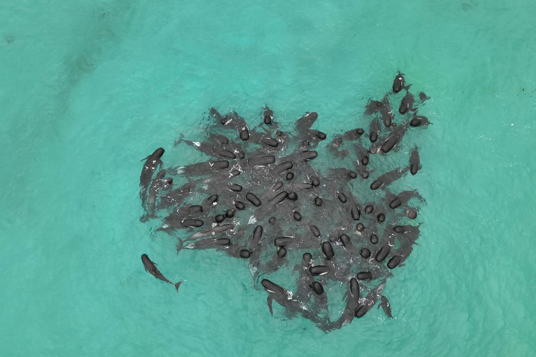 Uginulo 50 kitova nasukanih na obalu Australije