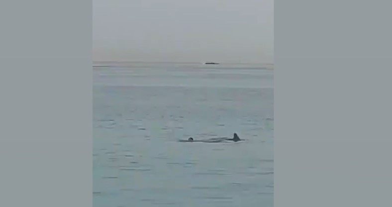 Turista iz Rusije smrtno stradao u napadu ajkule u egipatskom ljetovalištu