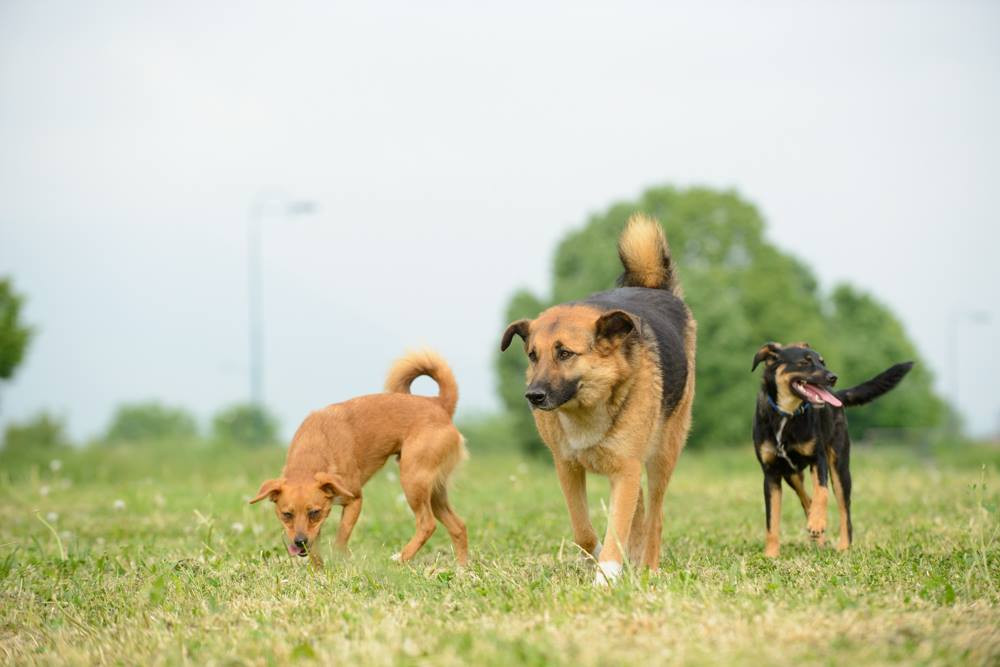 Dogs Trust: Ubistvo nedužnog psa u Fojnici zločin je prema cijeloj zajednici