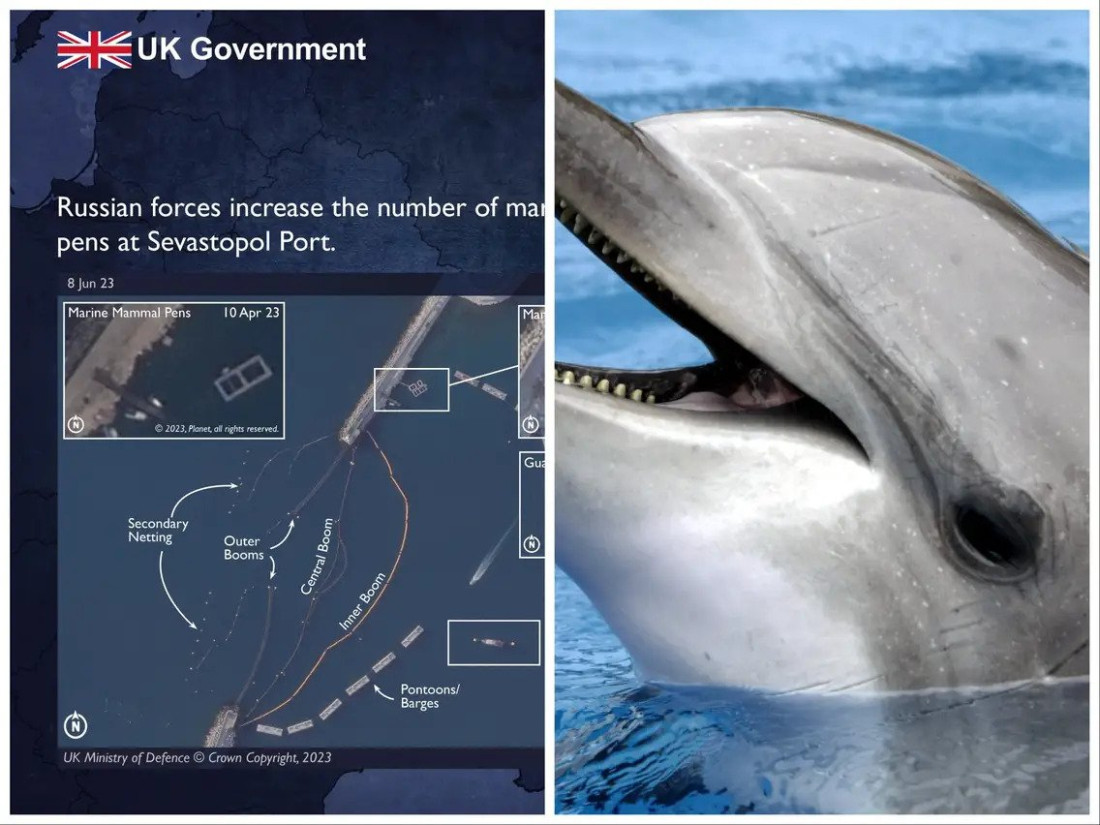 Britanska obavještajna služba kaže da Rusija obučava 'borbene delfine' na Krimu
