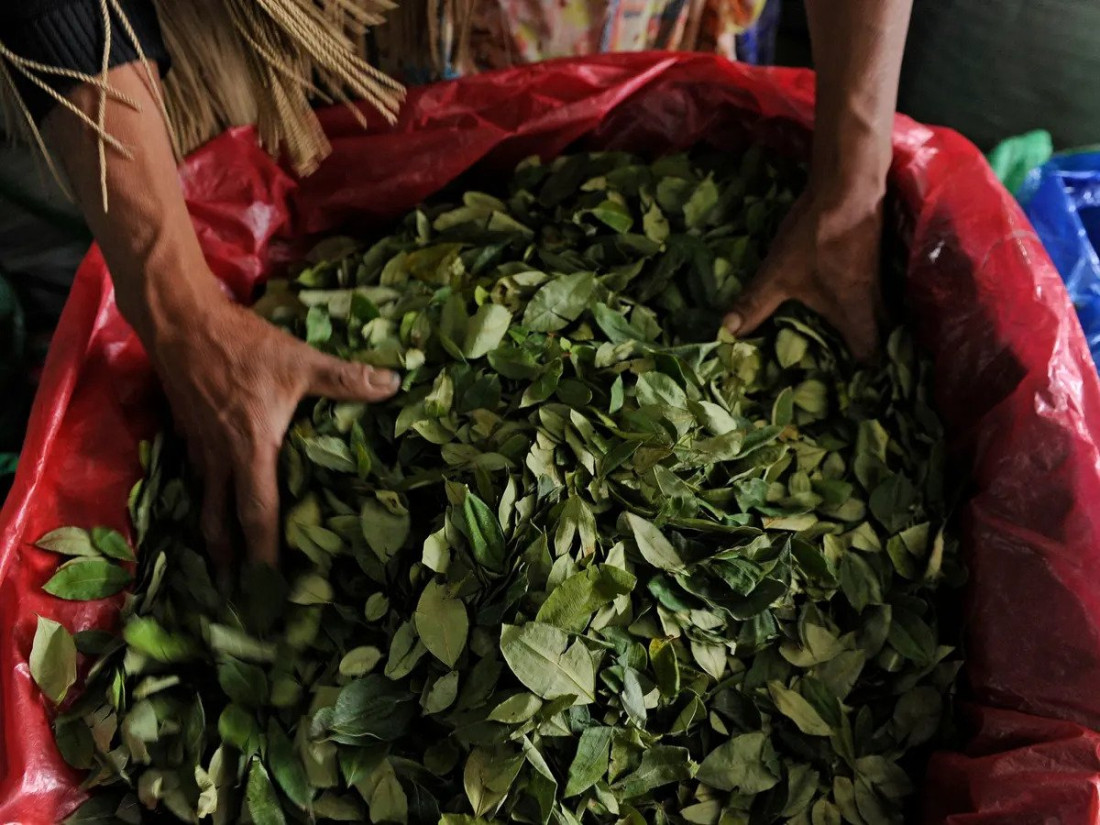 U Boliviji zaplijenjeno 9,2 tone lista koke