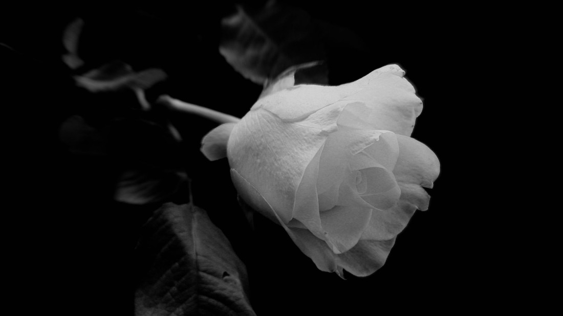 Polaganjem 102 bijele ruže u srijedu obilježavanje Dana bijelih traka