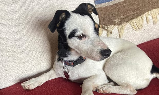 'Pas čudo' vratio se porodici nakon što je 10 sedmica bio uz svog vlasnika koji je preminuo na planinarenju