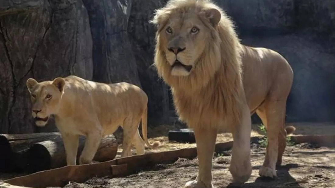 Lav ubio čuvara u safari parku u Japanu