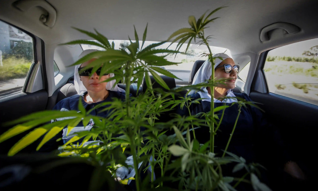 Meksičke 'monahinje' kanabisa rade na vraćanju biljaka od narkobossova