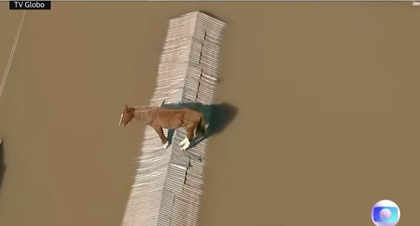 Spašavanje Carmela, tračak nade u teško poplavljenom južnom Brazilu