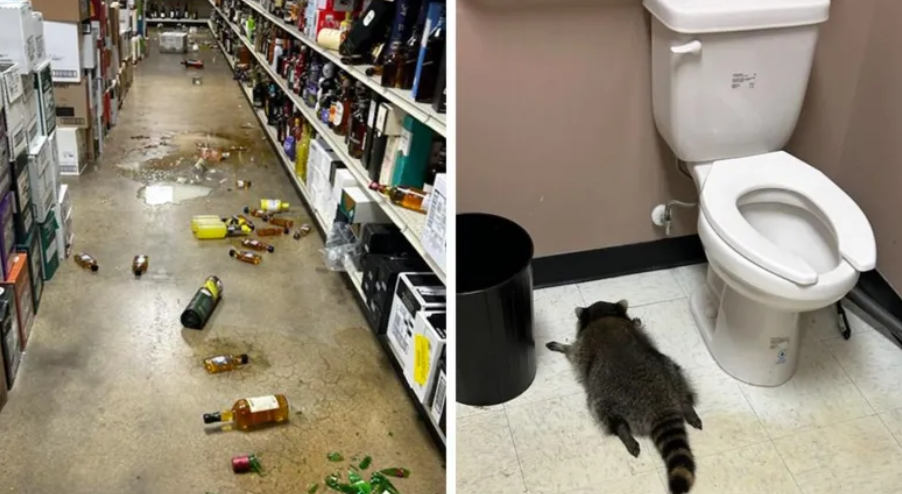 Alkoholni maraton i četiri šape: Pijan rakun pronađen bez svijesti