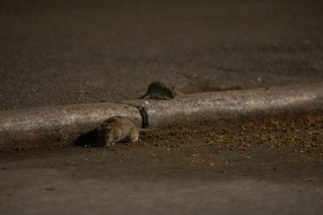 Njujorčani zabrinuti zbog sve masovnije pojave pacova u gradu