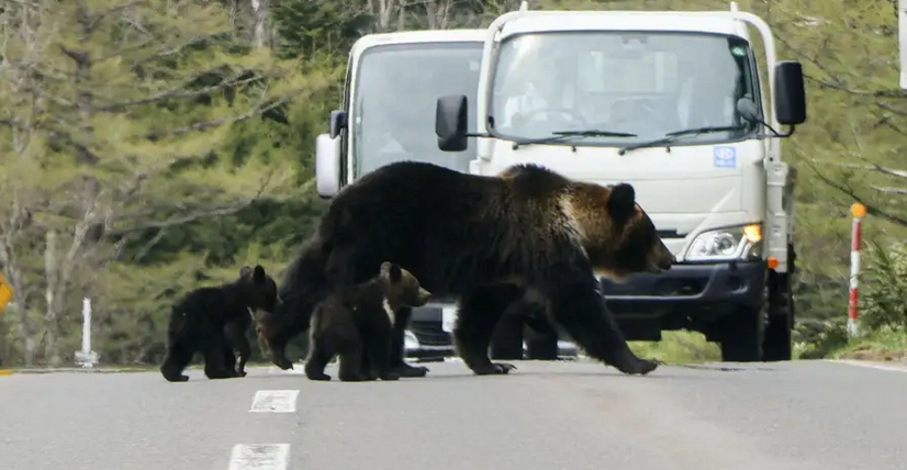Japan poslao odbrambene trupe da pomognu u borbi protiv napada medvjeda