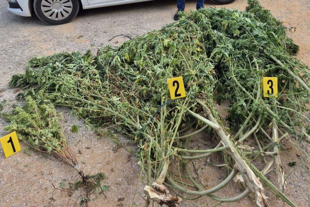 U plasteniku u Čitluku pronađeno oko 50 kilograma marihuane