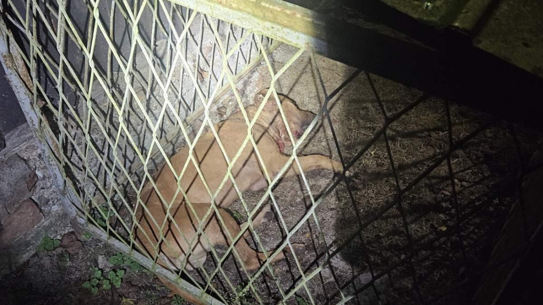 Završena kriminalistička obrada uhapšenih u akciji „Sambo“ -  psi zbrinuti 