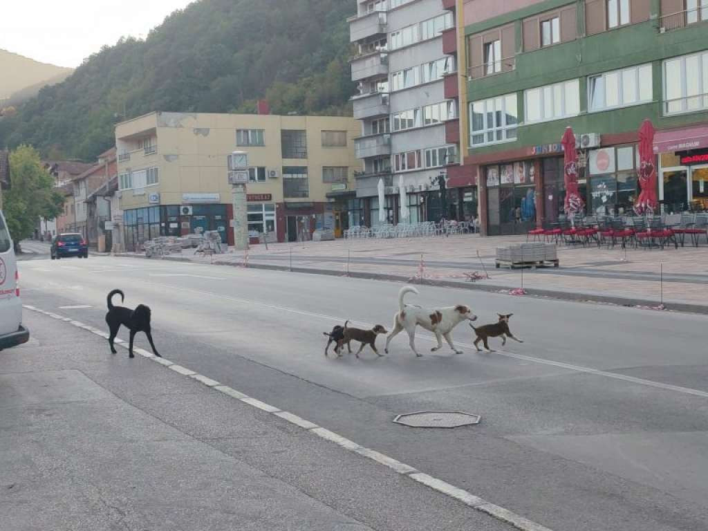 Osmogodišnji dječak iz Goražda zadobio teže povrede usljed napada psa lutalice