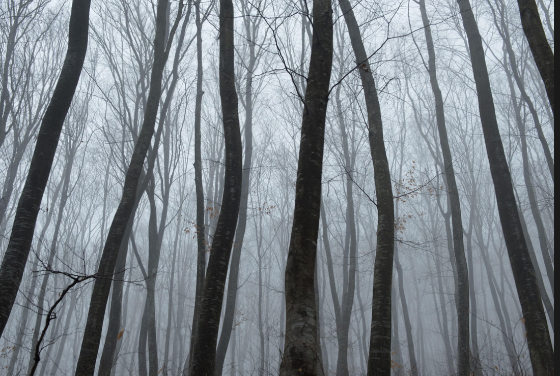 U srcu transilvanijske misterije: Mračne legende šume Hoia-Baciu