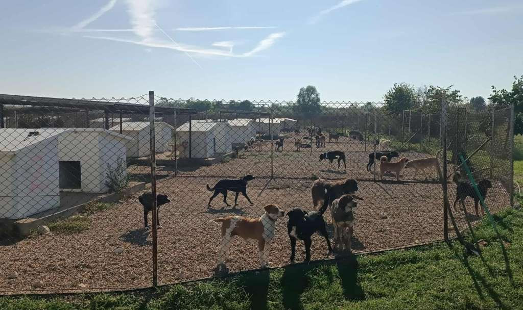 U Brčkom povećan broj pasa lutalica, u azilu za pse popunjeni kapaciteti