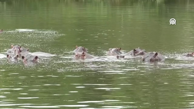 Kolumbija odobrila plan eutanazije desetina nilskih konja povezanih s Pablom Escobarom