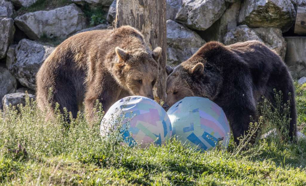 Životinje u zagrebačkom Zoološkom vrtu dobile uskršnje pisanice i novi termitnjak