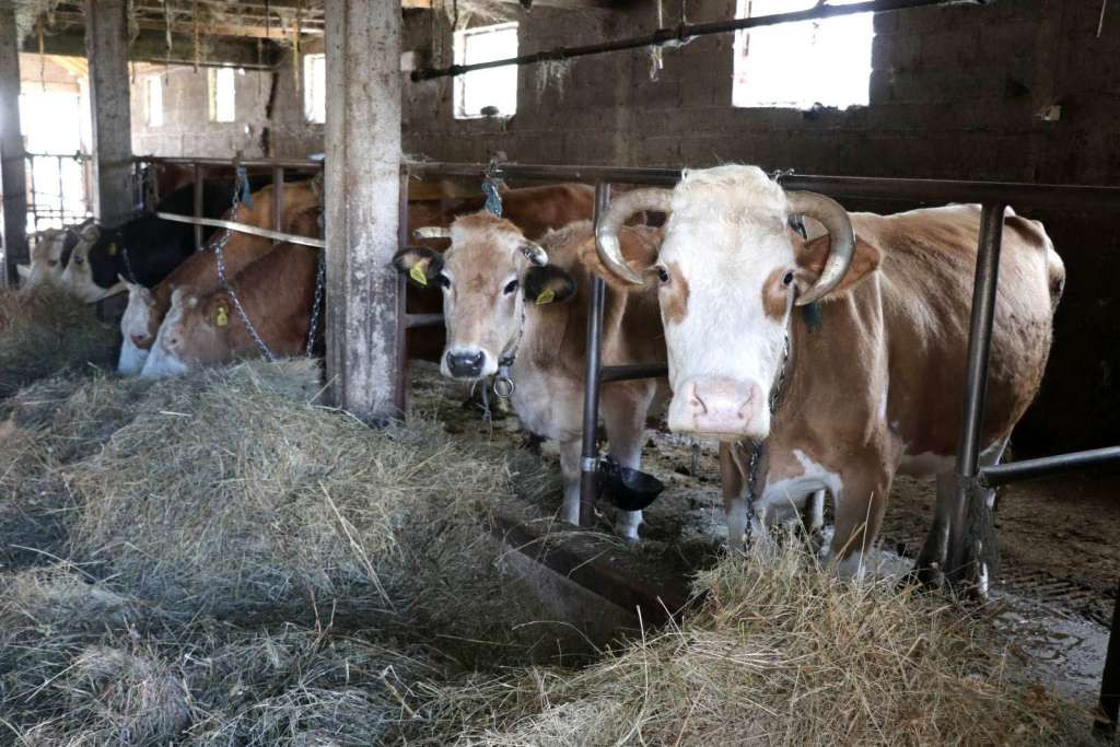 Mljekari u TK upozoravaju na ugroženu egzistenciju farmi, traže hitnu reakciju vlasti