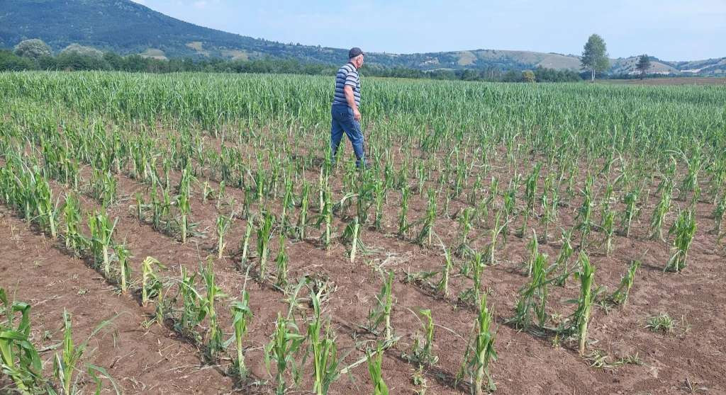 Nevrijeme praćeno gradom pričinilo velike štete na usjevima u Sanskom Mostu