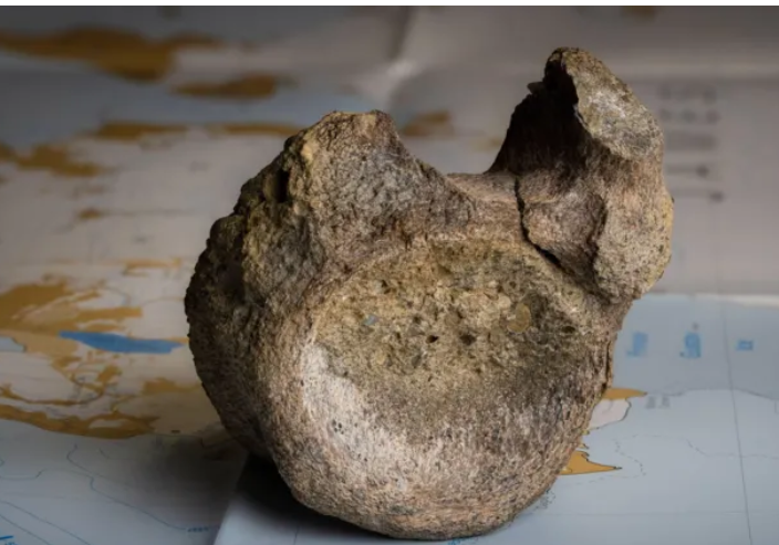 Fosil zaboravljen 40 godina potvrđen kao prva kost dinosaura pronađena na Antarktiku