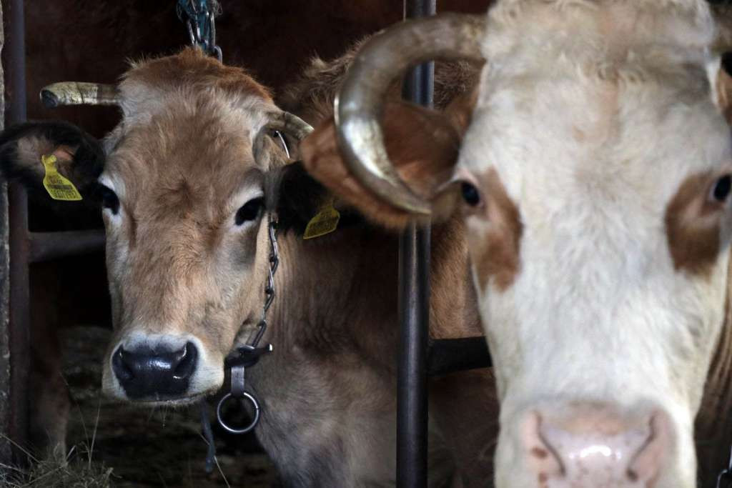 Novi slučaj bruceloze u Drvaru, četvrti potvrđeni slučaj u Kantonu 10 ove godine