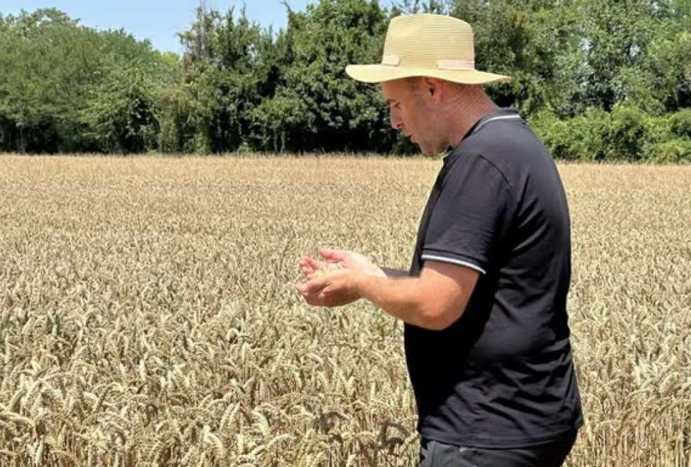 Suša smanjila prinose i povećala troškove, poljoprivrednici strahuju za opstanak proizvodnje