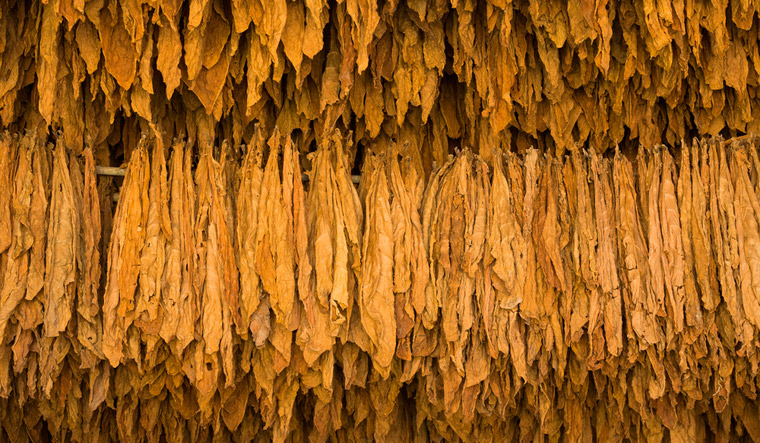 Sjeverna Koreja uvozi duhansko lišće iz Kine uprkos zabrani pušenja