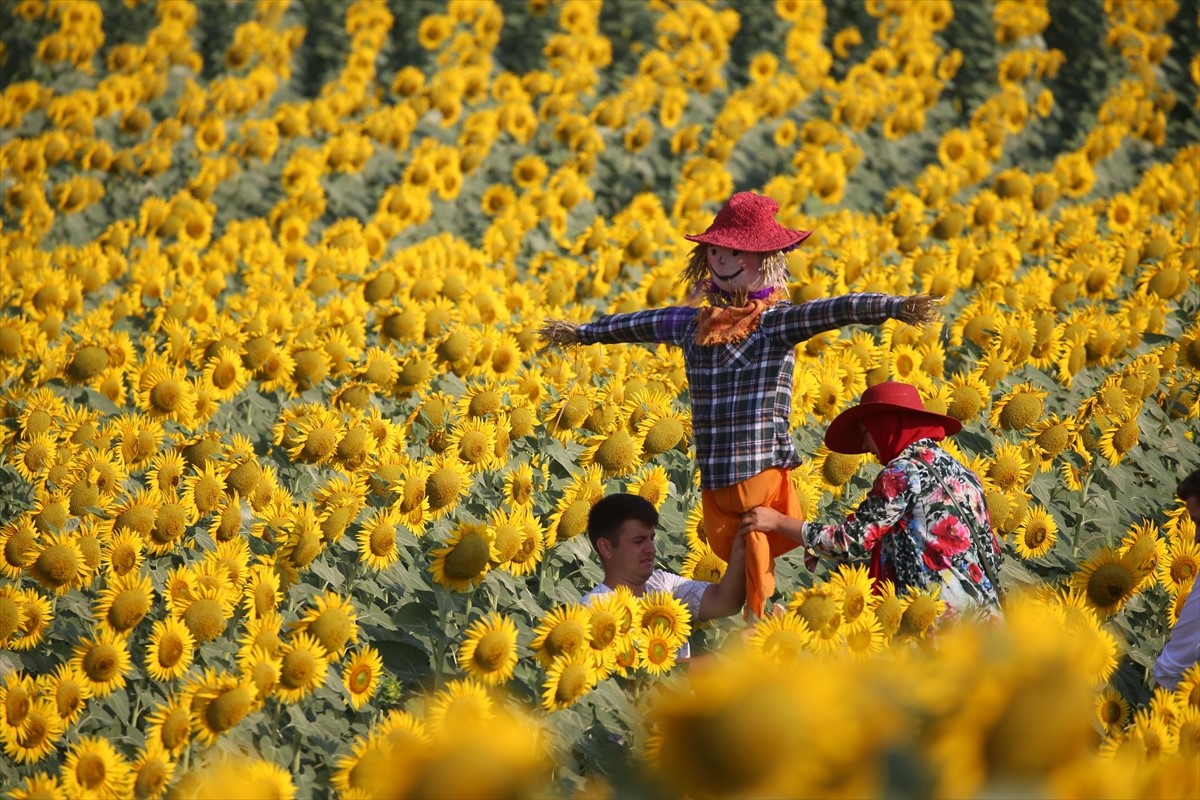 Turska: U Kustepeu pripreme za "Festival suncokreta i strašila"