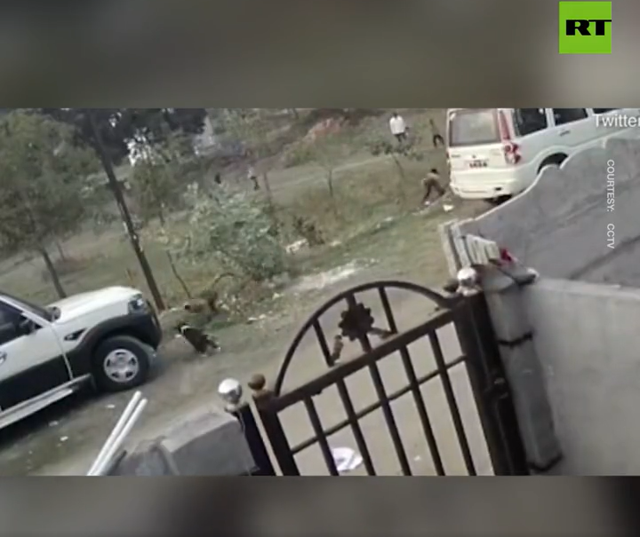 Majmuni iz osvete oteli i ubili preko 200 štenadi