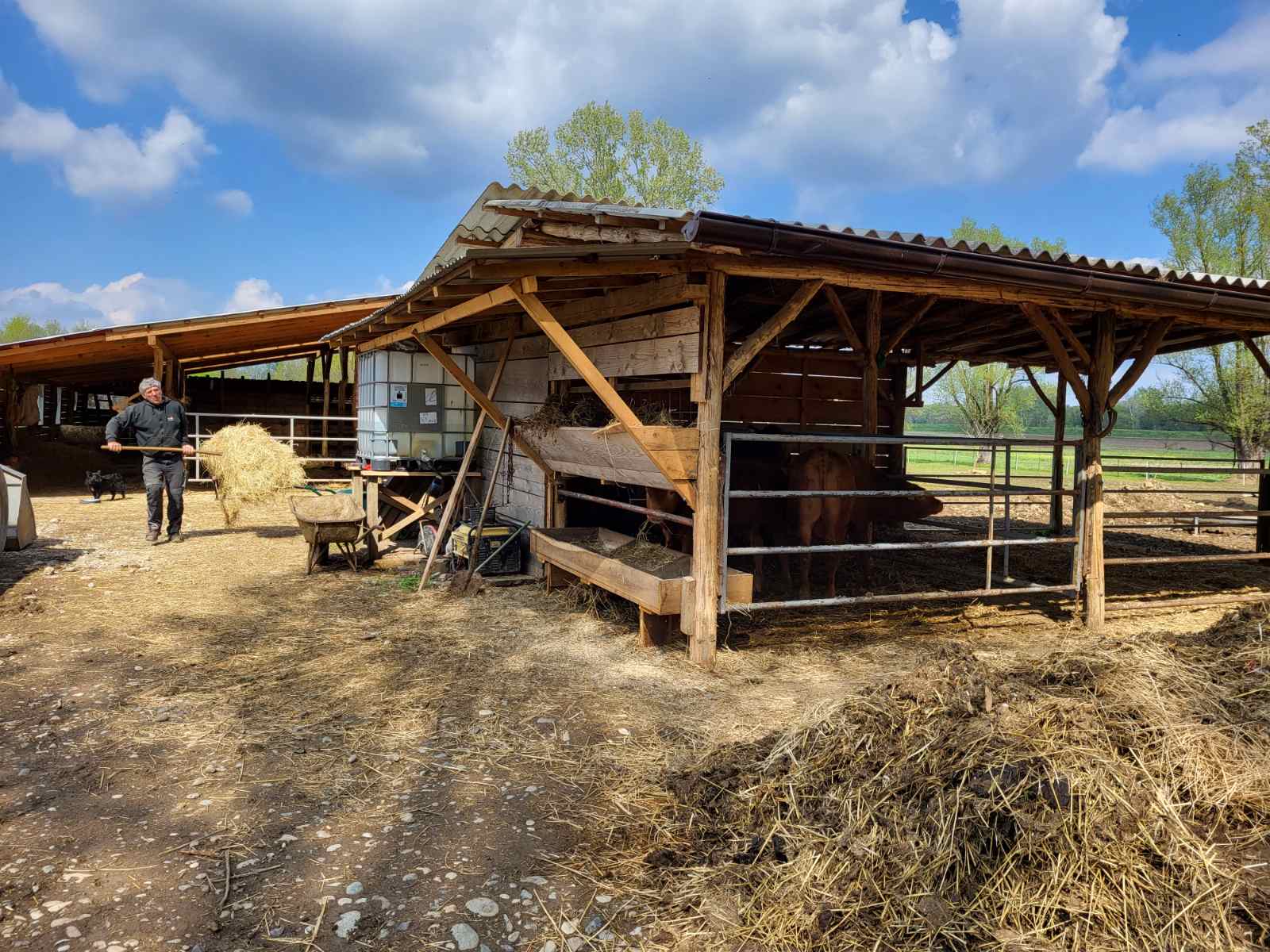 Pionirski projekat prirodnog uzgoja goveda u Posavini već pokazuje izuzetne rezultate