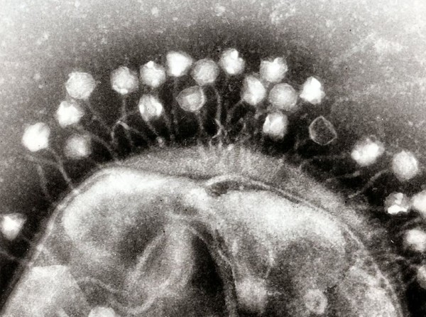 Otkriveni virusi stari 15.000 godina u otopljenim tibetanskim lednicima