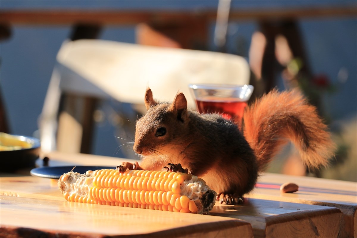 Turska porodica udomila bespomoćnu vjevericu