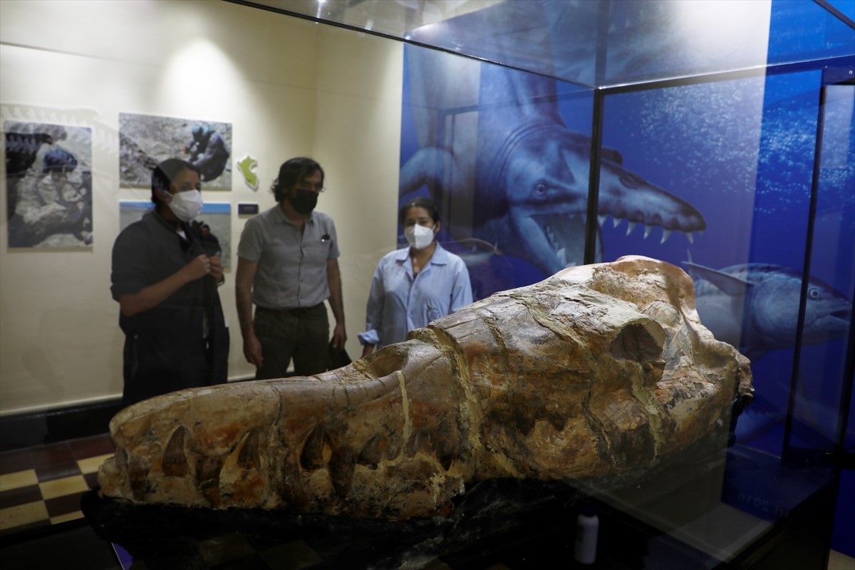 U Peruu otkrivena 36 miliona godina stara lobanja morskog čudovišta