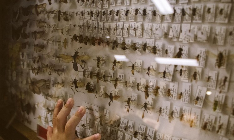 Beč: Lockdown i klimatske promjene pospješuju pojavu buba