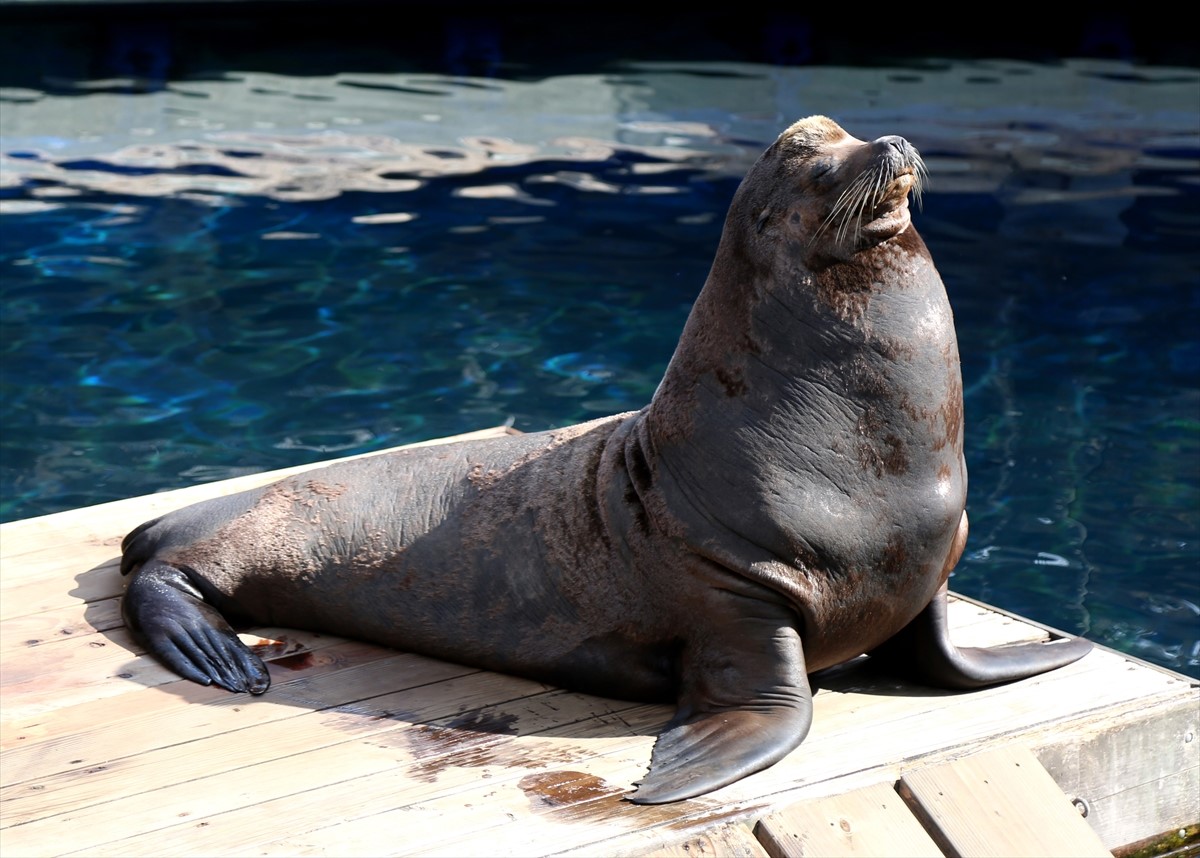 Akvarijum u Vancouveru nakon godinu dana ponovo otvoren