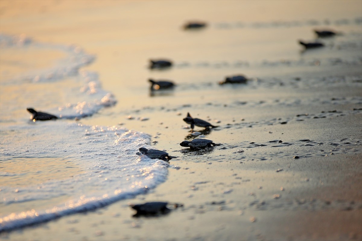 Mladunčad ugrožene zelene morske kornjače ispunila plažu u Adani