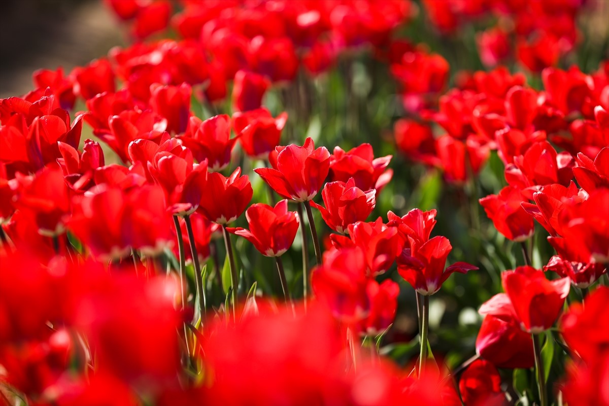SAD: Stotine posjetilaca na poljima tulipana u New Jerseyju
