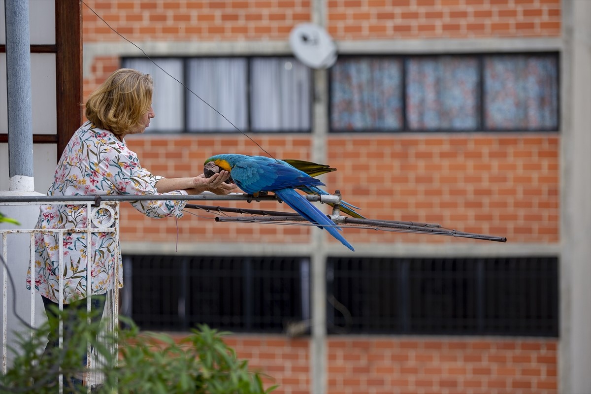 Ara papige nastanile Karakas i postale simbol venecuelanskog grada