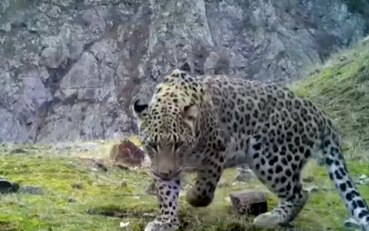 Anadolski leopard viđen u Turskoj nakon 46 godina