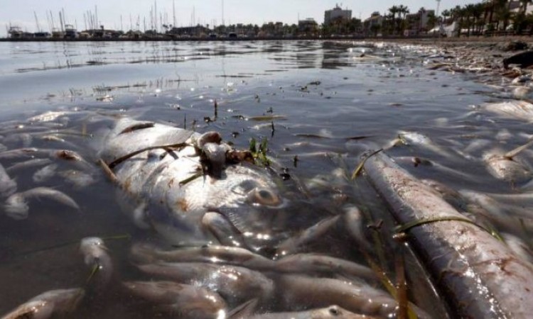 Uklonjeno pet tona mrtve ribe i rakova na obali u Španiji