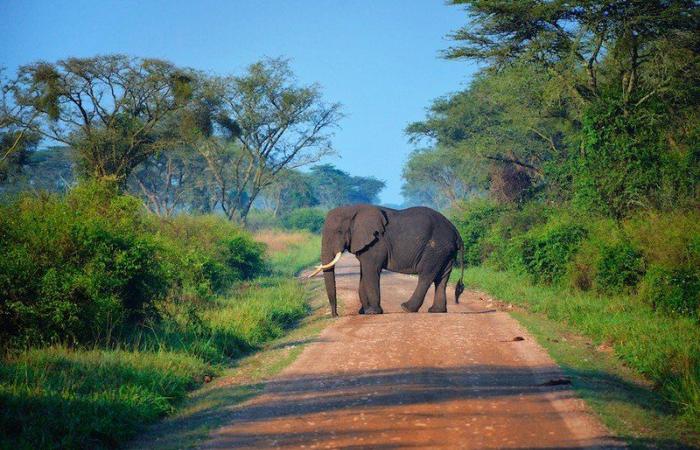 Slon u Ugandi ubio turistu koji je izlazio iz vozila
