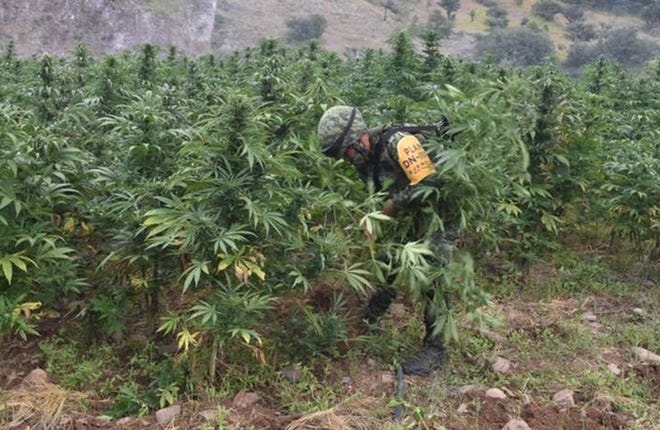 U Meksiku otkrivena ogromna farma marihuane